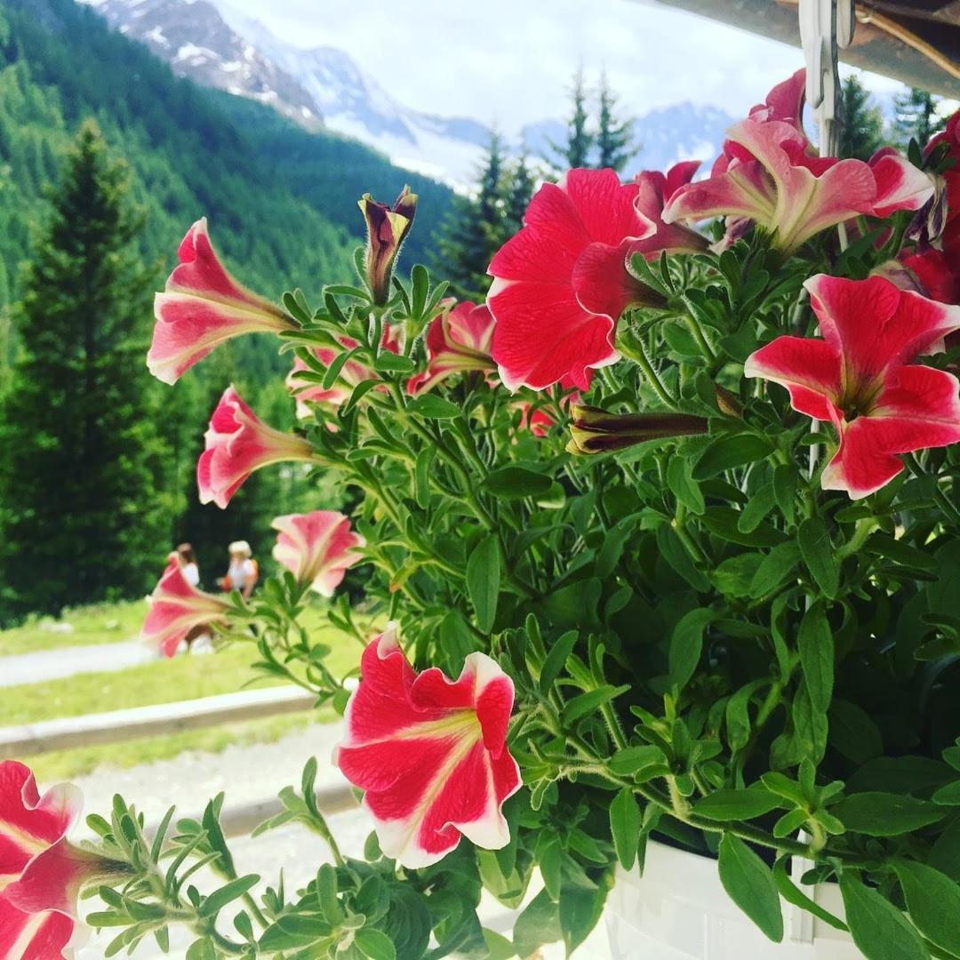 Hotel Gembro Chiesa in Valmalenco Dış mekan fotoğraf
